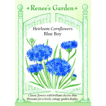 Centaurea, Cornflower, Blue Boy ~ 100 seeds