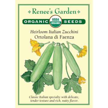 Cucurbita, Squash (Summer), Italian Zucchini, Ortolana di Faenza ~ 35 seeds