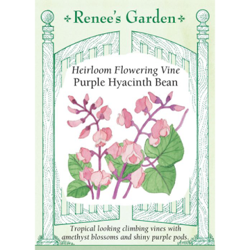 Dolichos, Purple Hyacinth Bean, ~ 19 seeds