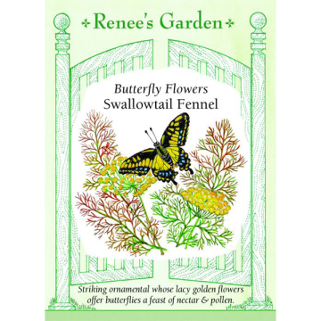 Foeniculum, Swallowtail Fennel, ~ 200 seeds