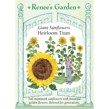 Helianthus, Sunflower, Heirloom Titan ~ 30 seeds