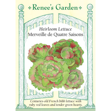 Lactuca, Lettuce, Merveille de Quatre Saisons ~ 1050 seeds