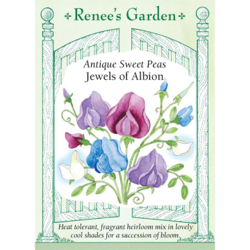 Lathyrus, Sweet Pea, Jewels of Albion ~ 40 seeds