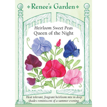 Lathyrus, Sweet Pea, Queen of the Night ~ 40 seeds