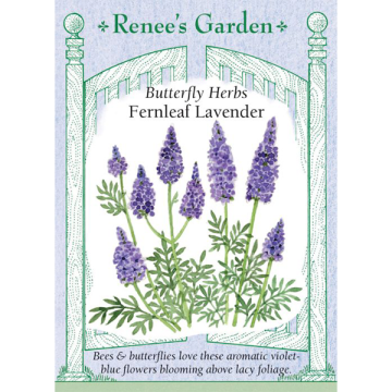 Lavandula, Fernleaf Lavender ~ 45 seeds