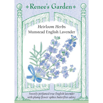 Lavandula, Munstead English Lavender ~ 145 seeds