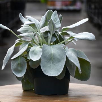 Senecio Candicans 'Angel Wings'