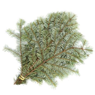 Boughs, Fir 'Silver Fir'