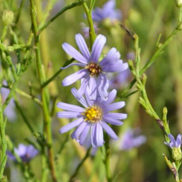 Aster, Sky Blue Aster 'Minnesota Native'