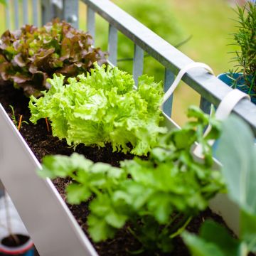 Small Space Gardening | Saturday, March 15th