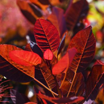 Cotinus, Smokebush 'Royal Purple'