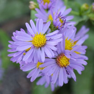 Aster, Smooth Aster 'Minnesota Native'