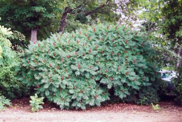 Rhus, Smooth Sumac