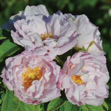 Rosa, Shrub Rose 'Snow Pavement'