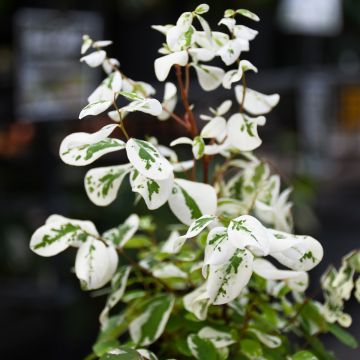 Breynia Disticha 'Snowbush Mini'