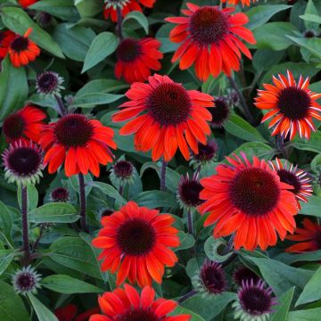 Echinacea, Coneflower 'Sombrero® Sangrita'