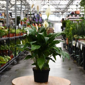 Spathiphyllum, Peace Lily