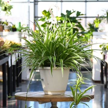 Spider Plant Variegatum