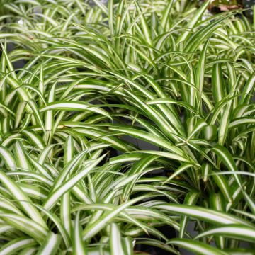 Chlorophytum Comosum, Spider Plant 'Variegated'