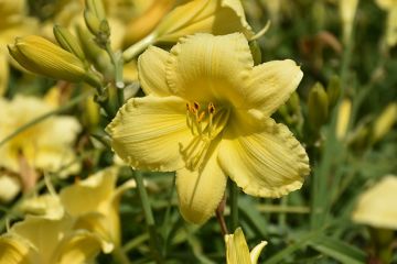 Hemerocallis, Yellow Daylily 'Stella Supreme'