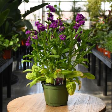 Matthiola Incana 'Stocks'