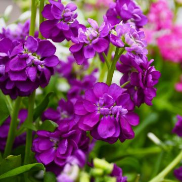 Matthiola Incana 'Stocks'