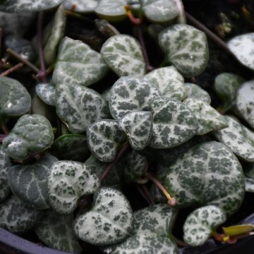 Ceropegia Woodii 'String of Hearts'