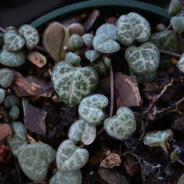 Ceropegia Woodii 'String of Hearts'