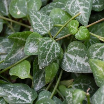 Ceropegia woodii 'String of Spades'