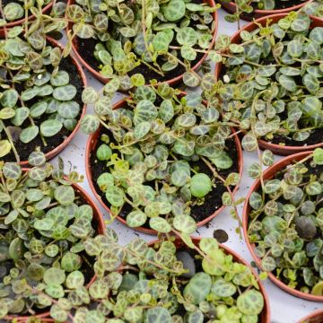 Peperomia Prostrata 'String of Turtles Plant'