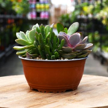 Succulent Bowl