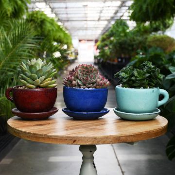 Succulents in Ceramic Coffee Cup