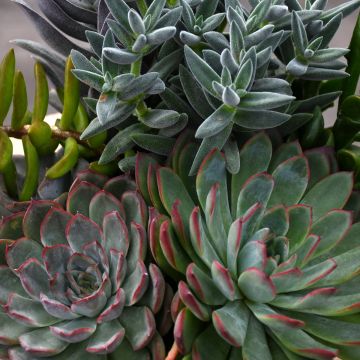 'Gerten Grown' Succulents in Decorative Bowl