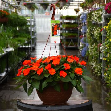 Impatiens, SunPatiens 'Electric Orange' Hanging Basket 12.8"