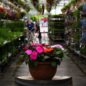 Impatiens, SunPatiens Mix Hanging Basket 12.8"