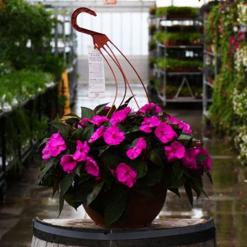 Impatiens, SunPatiens 'Purple' Hanging Basket 12.8"