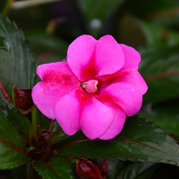 Impatiens, SunPatiens® 'Purple Candy'