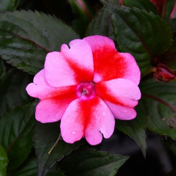 Impatiens, SunPatiens® 'Red Candy'