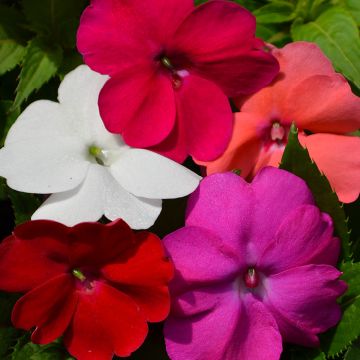 Impatiens, SunPatiens® Gertens Custom Mix