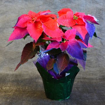 Holiday Sunrise Painted Poinsettia, Foil Cover