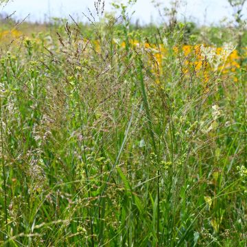 Panicum, Switch Grass 'Minnesota Native'