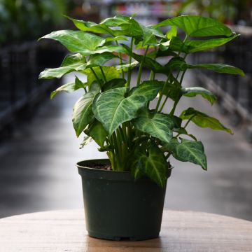 Syngonium Podophyllum 'Pink Allusion'