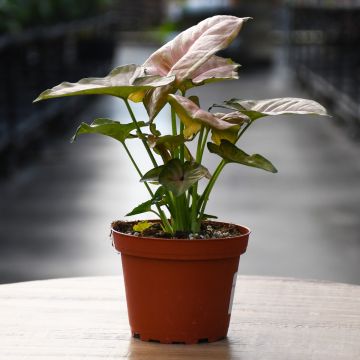 Syngonium Podophyllum 'Strawberry Cream'