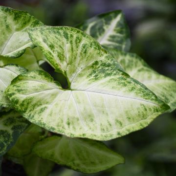 Syngonium Podophyllum 'White Butterfly'