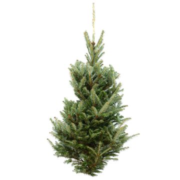 Table Top Tree, Fraser Fir