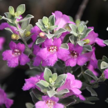 Leucophyllum, Texas Sage, Standard Trunk