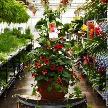 Thunbergia, Clock Vine 'Brownie' Hanging Basket 12"