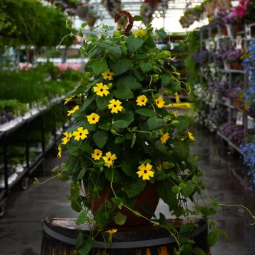 Thunbergia, Clock Vine 'Yellow' Hanging Basket 12"