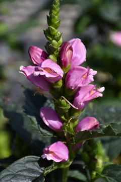 Chelone, Pink Turtlehead, 'Tiny Tortuga™'