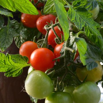 Tomato (Bush), 'Little Bing'